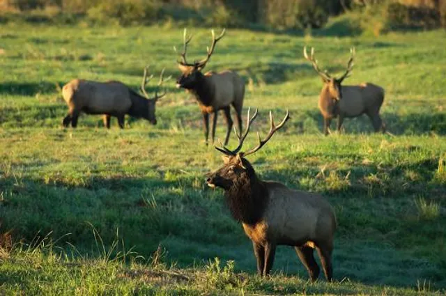 Dean Creek Elk Viewing Area