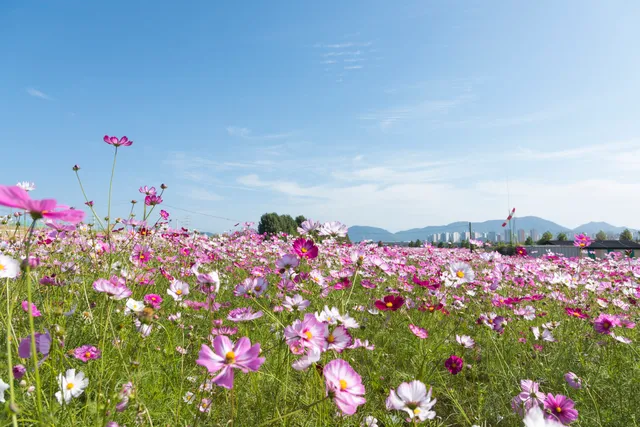 Guri Hangang Park