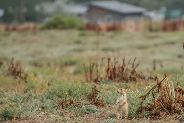 Greycliff Prairie Dog Town State Park