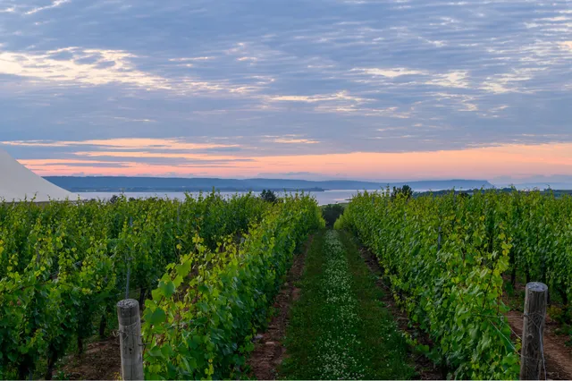 Lightfoot & Wolfville Vineyards