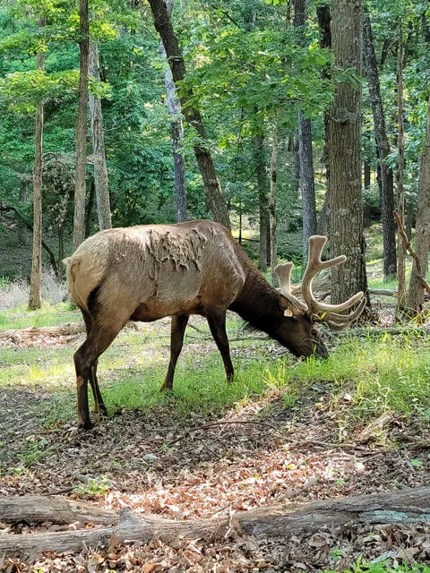 Lone Elk Park