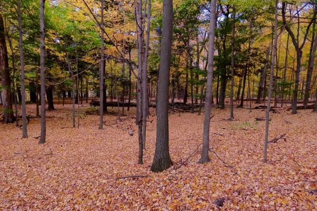 McMaster Forest Nature Preserve