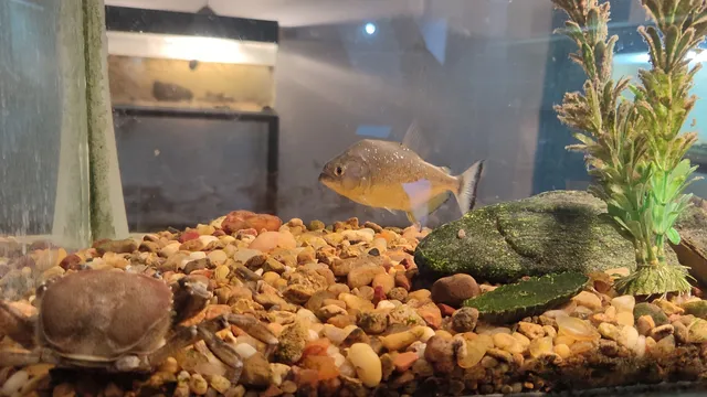 Museo Acuario Federación