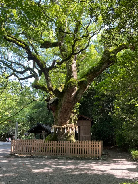 Giant Camphor Tree