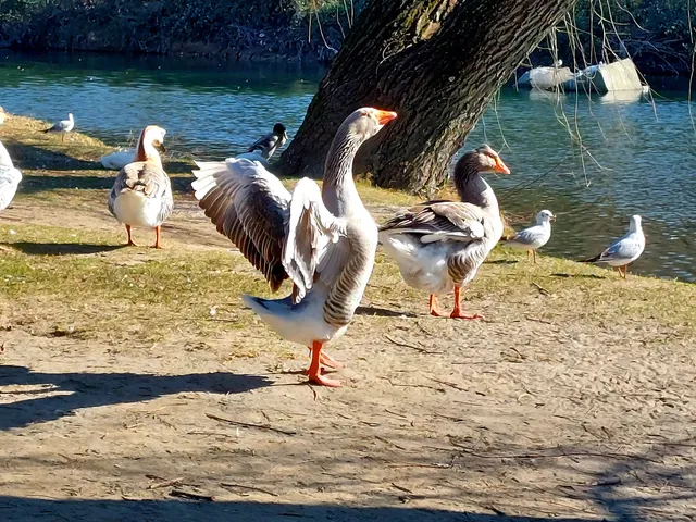 L'oasi delle oche della Guidana