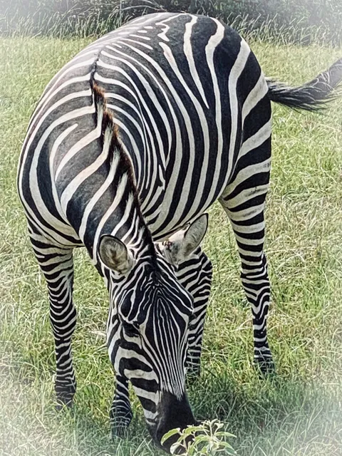 Busy B Ranch Wildlife Park, LLC