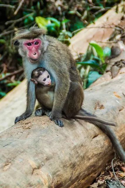 Thangamale Sanctuary