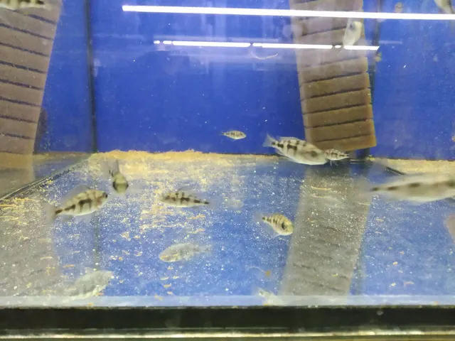 African cichlids Bucharest