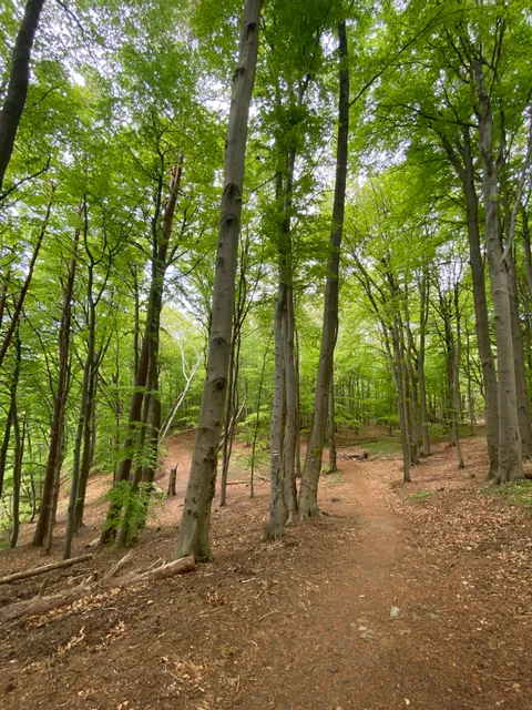 Nature reserve Stone Buczyna