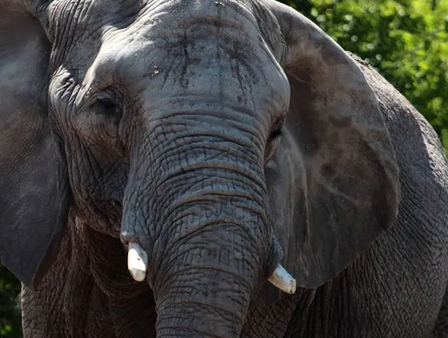 Wild World Safari Park