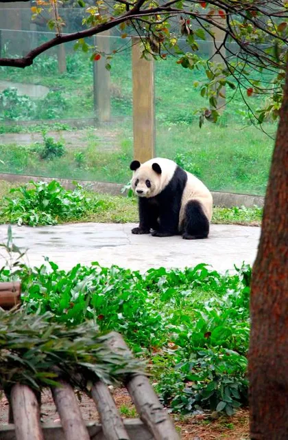 Chongqing Zoo