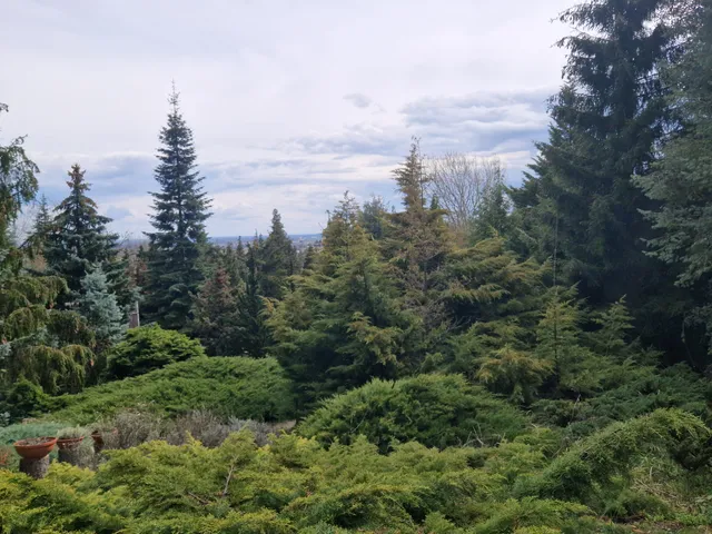 Avasi Arborétum Adorján Imre Fenyőkert