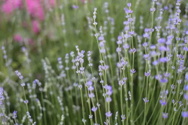 Evening Light Lavender Farm