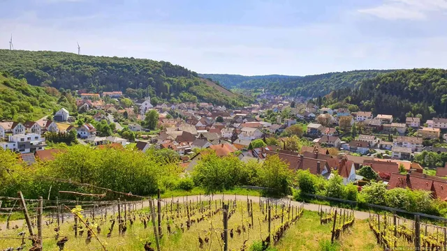Terroir f Ramsthal - Reben erziehen