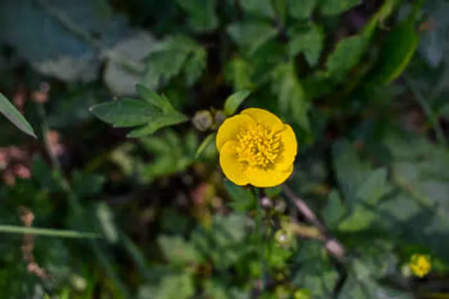 Reinhold-Schulz-Waldpark