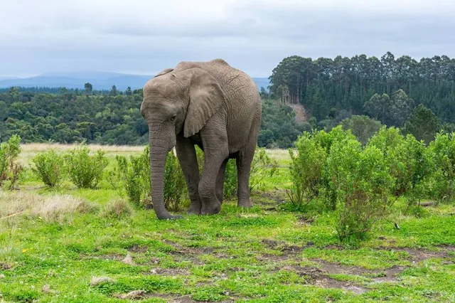 Knysna Elephant Park