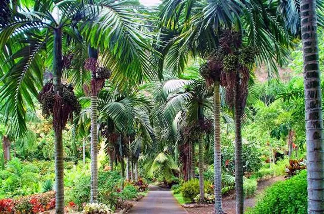 Maui Nui Botanical Gardens