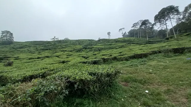 Kebun Teh Sibiting