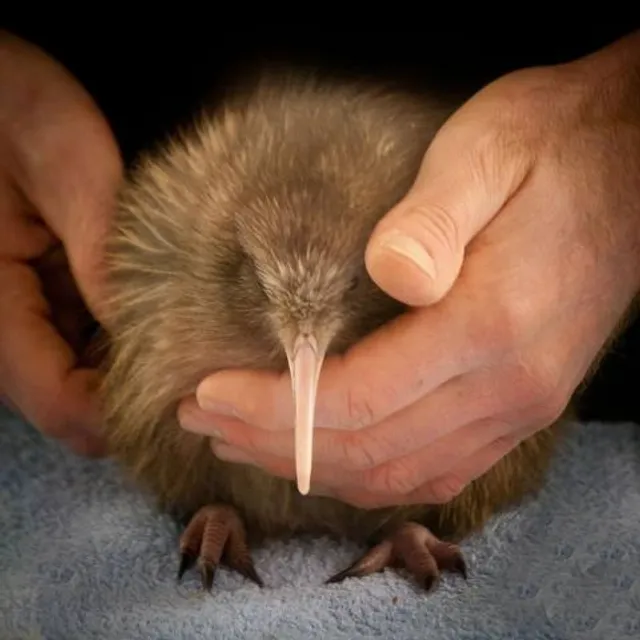 Pukaha National Wildlife Centre