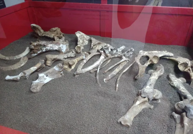 Museo Naturalistico e Paleontologico