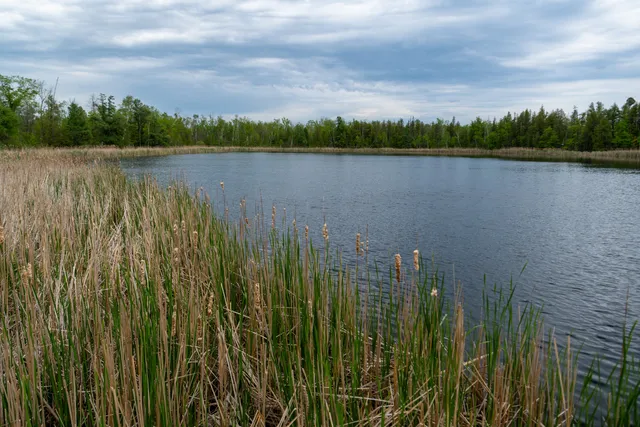 Cedarburg Bog State Natural Area