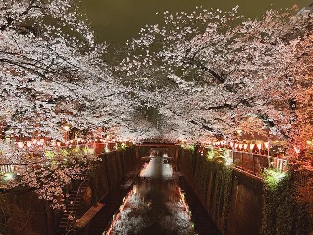 Meguro River Cherry Blossoms Promenade