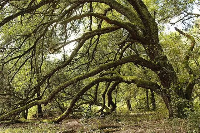 Withlacoochee River Park