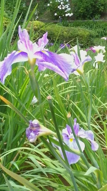 Yakushidai Haniwa Park