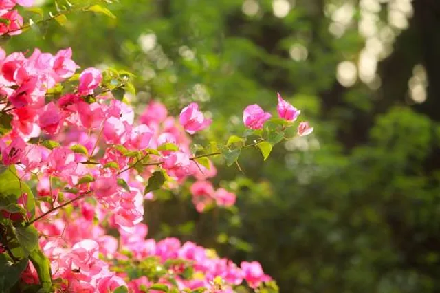 Banabitan Biodiversity Park