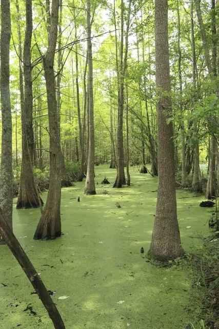 Cedar Bog Nature Preserve