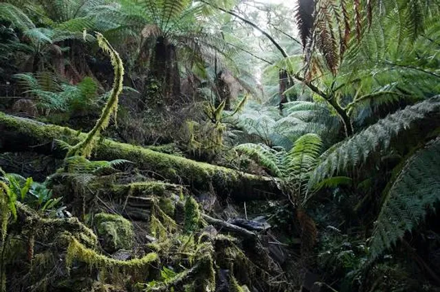 Tarra-Bulga National Park (Parks Victoria)