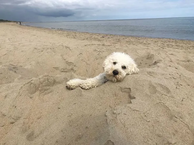 Poodle Beach