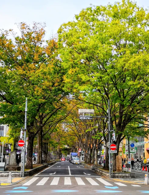 Babadaimon Zelkova Trees