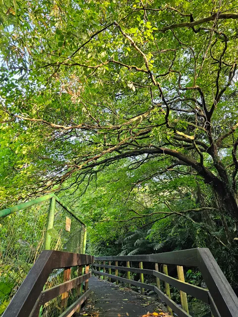 Firefly Viewing Trail