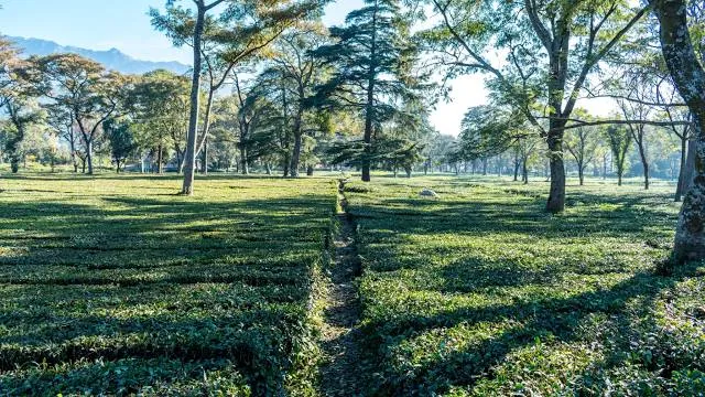 Palampur Tea Gardens