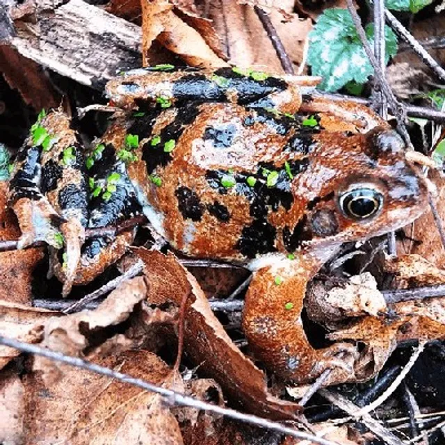 Stormwater Treatment Area 1 West