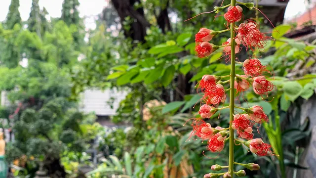 Viên Giác Thiền Tự (Chùa Đèn Cầy)