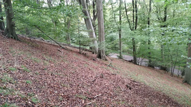 Hunneröds mosse och Frisbjär