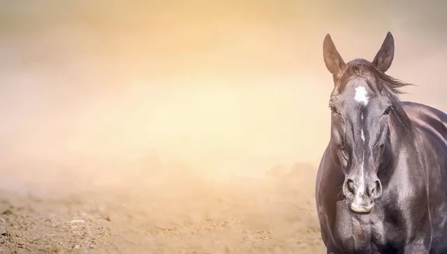 Wien Museum Johann Strauß Apartment
