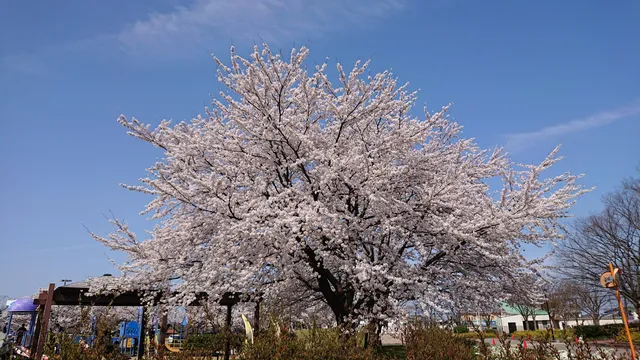 Shibata Central Park