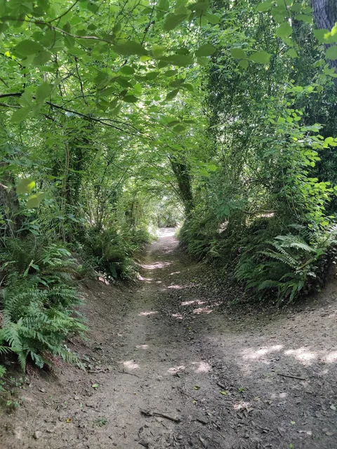 Bincombe Beeches Nature Reserve