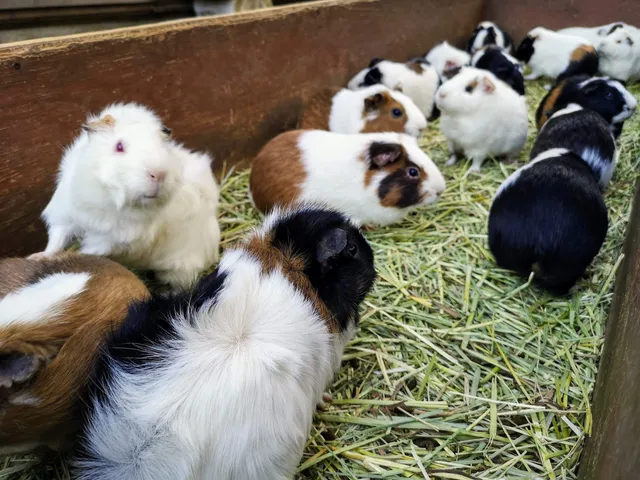 Kōshin-yama Mini Zoo