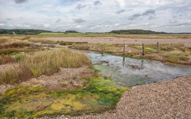 RSPB Dingle Marshes