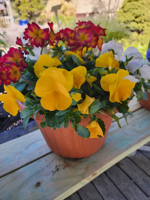 Sycamore Springs Home and Garden