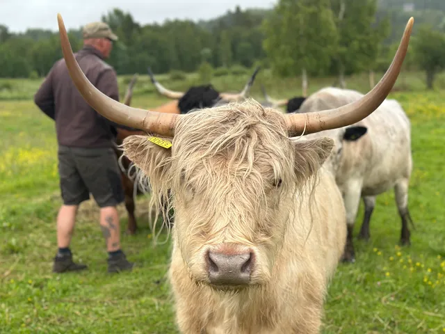 Strömgarden 1884 - lantliv Kaffestuga, Stuga und Stellplatz