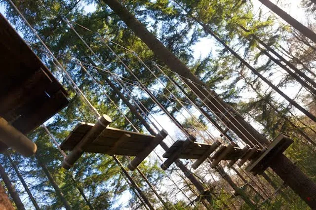 Treetop climbing Achterhoek