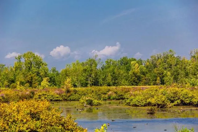 Tillman Road Wildlife Management Area
