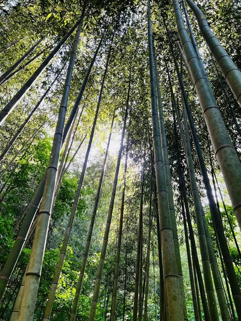 Palisades West Trail