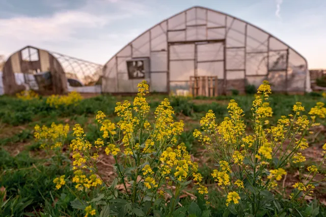 Blackberry Meadows Farm