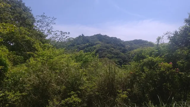 Chiba prefectural Mt.Uchiura prefectural resident forest.